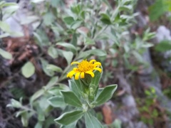 Heterotheca mucronata