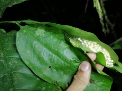 Phyllomedusa trinitatis