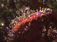 Coryphellina marcusorum