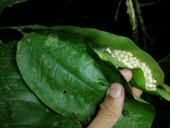 Phyllomedusa trinitatis