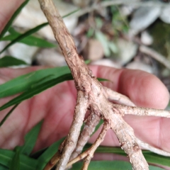 Metrosideros angustifolia