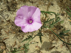 Convolvulus althaeoides