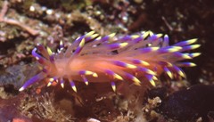 Coryphellina marcusorum