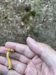 Cantharellus appalachiensis