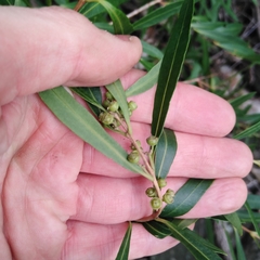 Metrosideros angustifolia