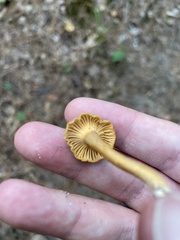 Cantharellus appalachiensis