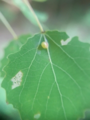 Harmandiola globuli