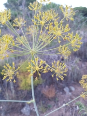 Foeniculum