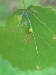 Harmandiola globuli