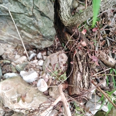 Metrosideros angustifolia