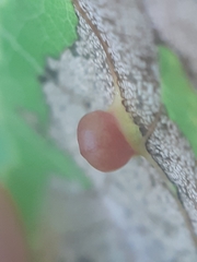Harmandiola globuli