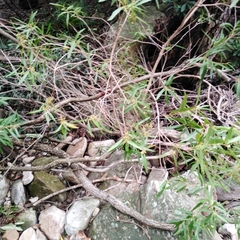 Metrosideros angustifolia