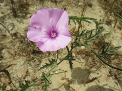 Convolvulus althaeoides