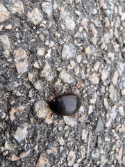 Agabini