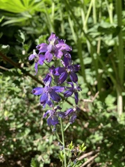 Delphinium gracilentum