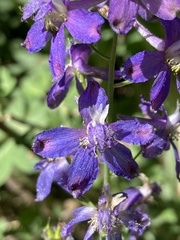 Delphinium gracilentum