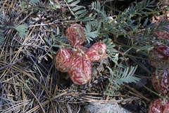 Astragalus whitneyi