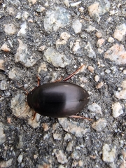 Agabini