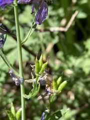 Delphinium gracilentum