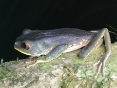 Phyllomedusa trinitatis