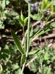 Delphinium gracilentum