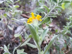Heterotheca mucronata