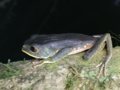 Phyllomedusa trinitatis