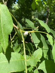 Clastoptera achatina
