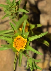 Asteriscus aquaticus