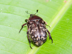 Euphoria leucographa