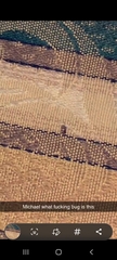 Pterygota
