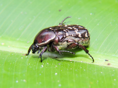 Euphoria leucographa