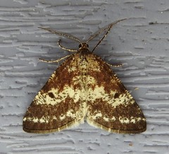 Eufidonia convergaria