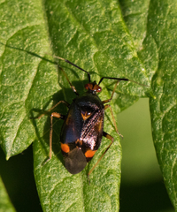 Deraeocoris ruber