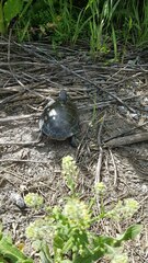 Chrysemys picta marginata