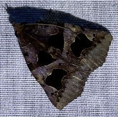 Athyrma adjutrix