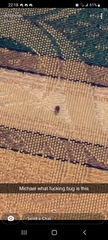 Pterygota