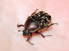 Euphoria leucographa