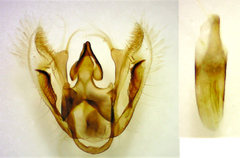 Eufidonia convergaria