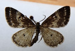 Eufidonia convergaria