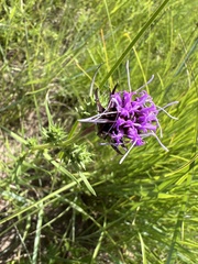 Liatris squarrosa glabrata