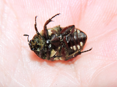 Euphoria leucographa