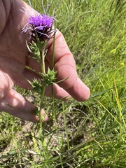 Liatris squarrosa glabrata
