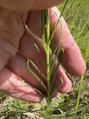 Liatris squarrosa glabrata