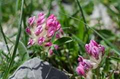 Anthyllis vulneraria alpestris