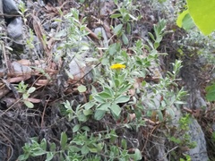 Heterotheca mucronata