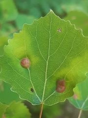 Harmandiola cavernosa