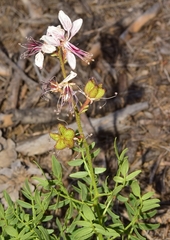 Dictamnus hispanicus
