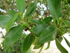 Myoporum laetum
