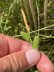 Carex extensa